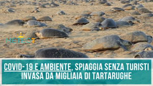 Coronavirus e AMBIENTE spiaggia senza turisti viene invasa da MIGLIAIA di tartarughe