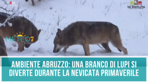 AMBIENTE Abruzzo un branco di Lupi si diverte durante la nevicata primaverile