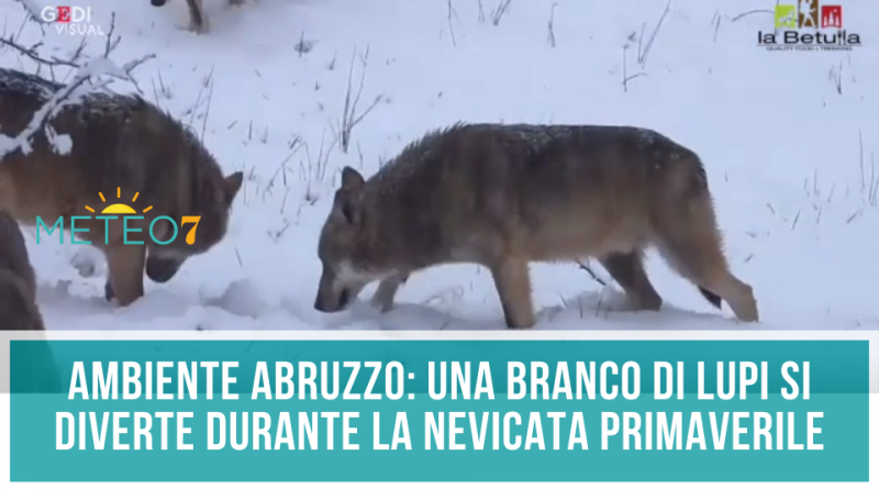 AMBIENTE Abruzzo un branco di Lupi si diverte durante la nevicata primaverile