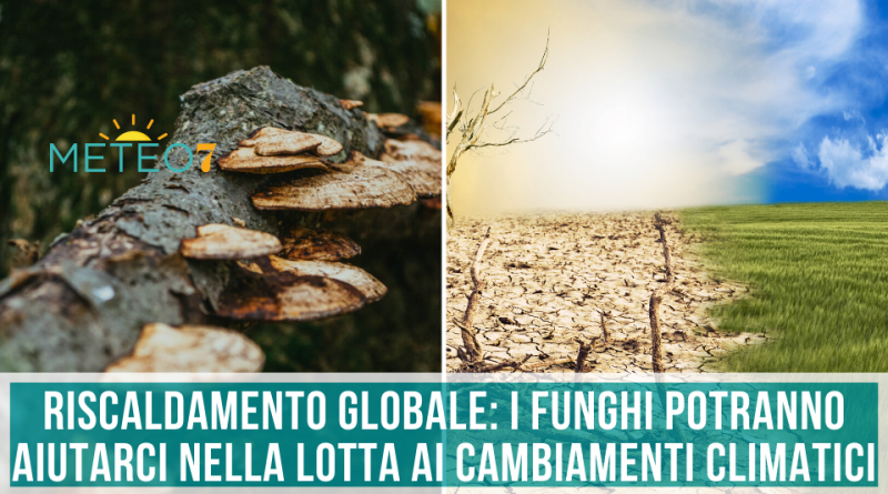 Riscaldamento Globale i funghi potranno aiutarci nella lotta ai cambiamenti climatici